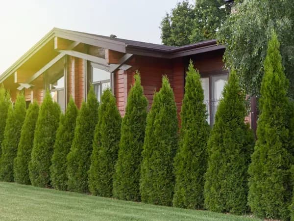 Jaką wysokość tui przy ogrodzeniu możesz mieć bez obaw?