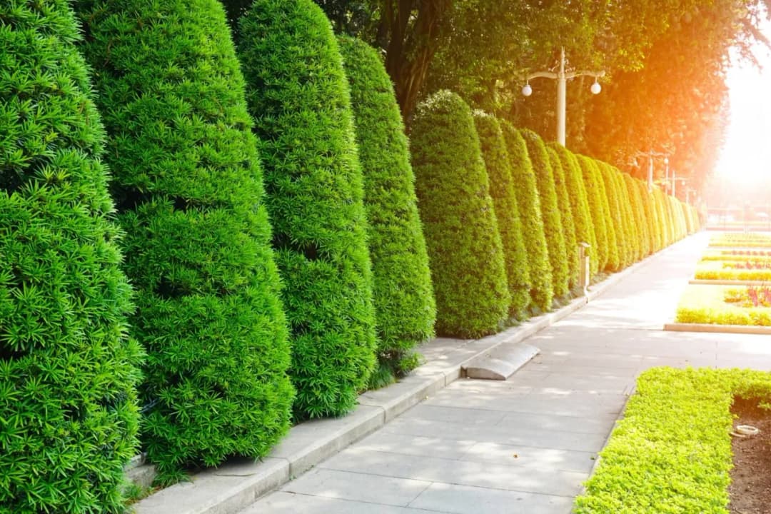 Co zamiast tui na ogrodzenie? Odkryj najlepsze roślinne alternatywy